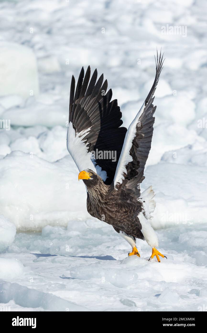 L'aigle de mer de Steller (Haliaeetus pelagicus) s'enferme de la glace de mer dans le détroit de Nemuro, Hokkaido, Japon Banque D'Images