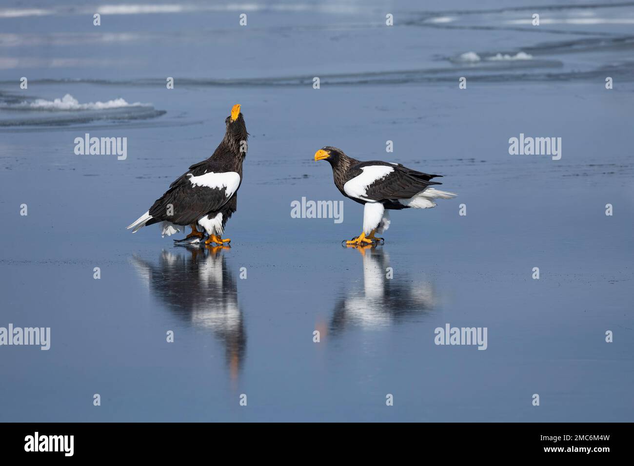 L'aigle de mer de Steller (Haliaeetus pelagicus) perché sur la glace de mer dans le détroit de Nemuro, Hokkaido, Japon Banque D'Images