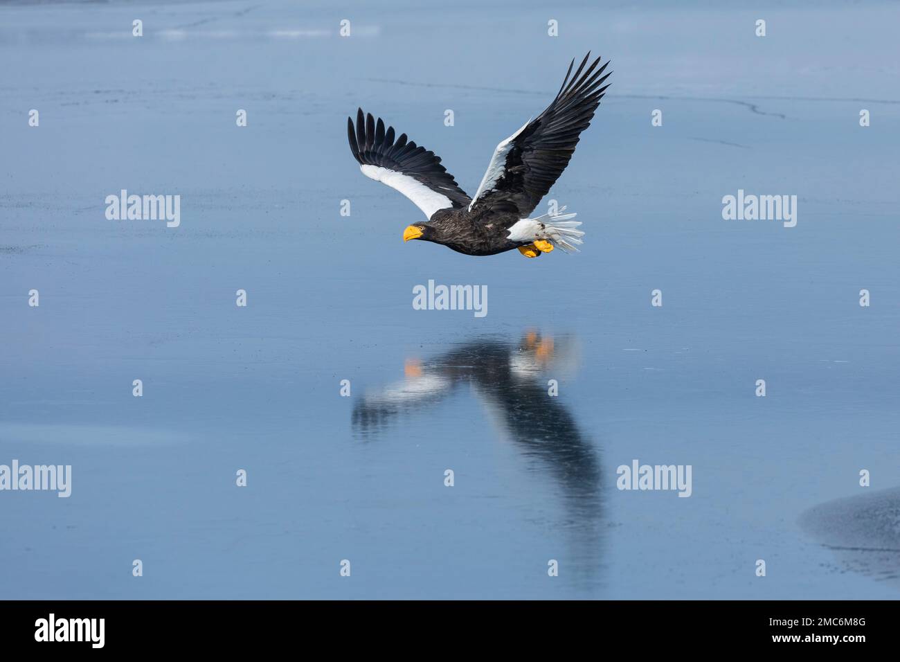 L'aigle de mer de Steller (Haliaeetus pelagicus) survolant la glace de mer dans le détroit de Nemuro, Hokkaido, Japon Banque D'Images