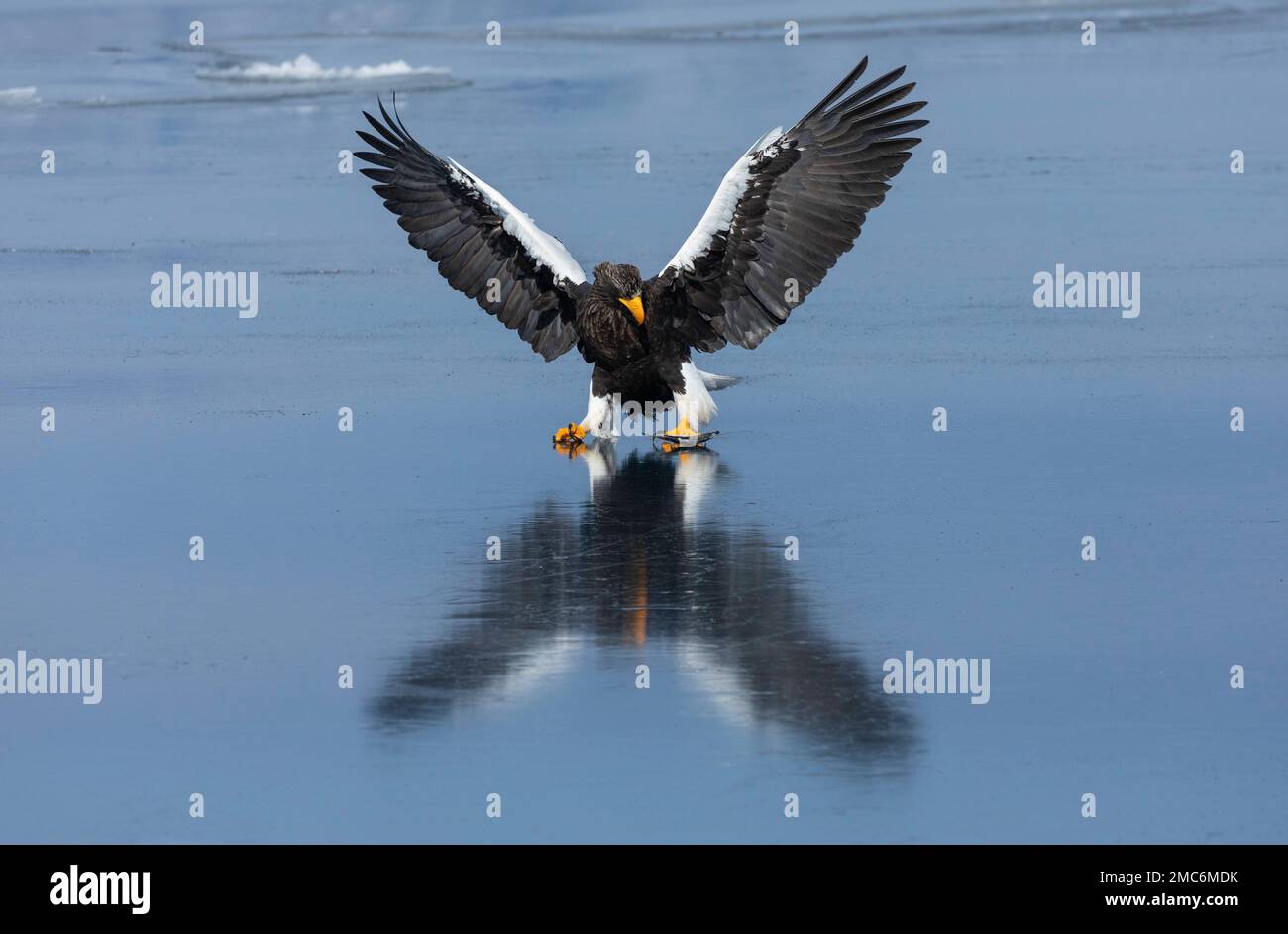 L'aigle de mer de Steller (Haliaeetus pelagicus) débarquant sur la glace de mer dans le détroit de Nemuro, Hokkaido, Japon Banque D'Images