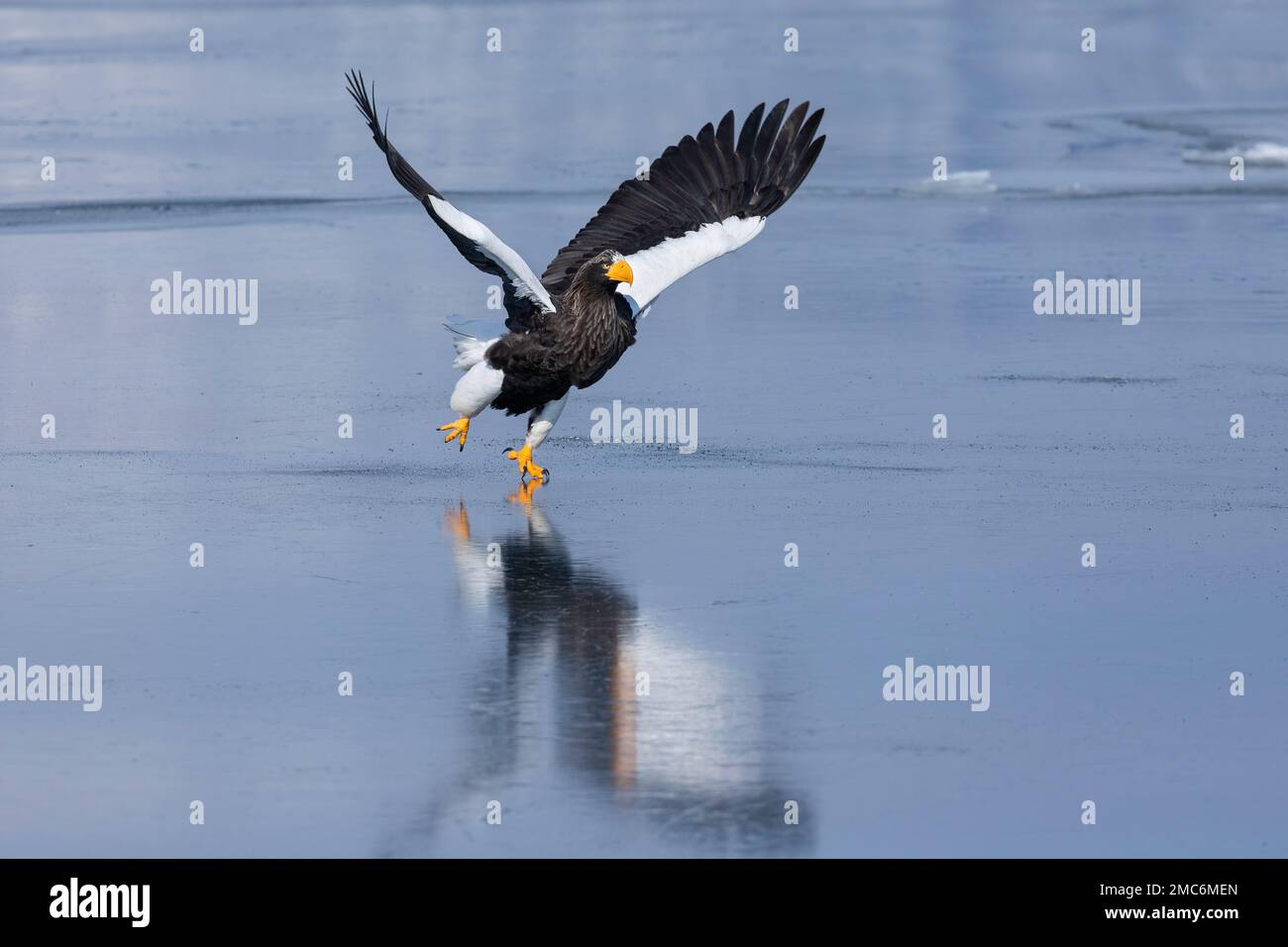 L'aigle de mer de Steller (Haliaeetus pelagicus) s'enferme de la glace de mer dans le détroit de Nemuro, Hokkaido, Japon Banque D'Images