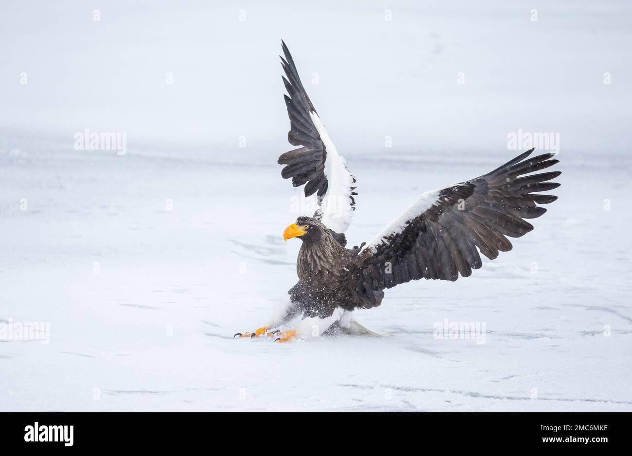 L'aigle de mer de Steller (Haliaeetus pelagicus) débarquant sur la glace de mer dans le détroit de Nemuro, Hokkaido, Japon Banque D'Images