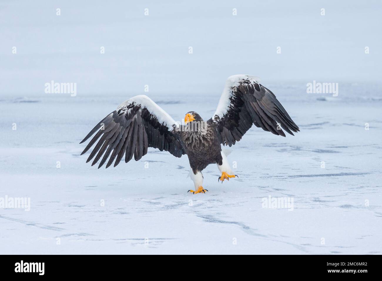 L'aigle de mer de Steller (Haliaeetus pelagicus) survolant la glace de mer dans le détroit de Nemuro, Hokkaido, Japon Banque D'Images