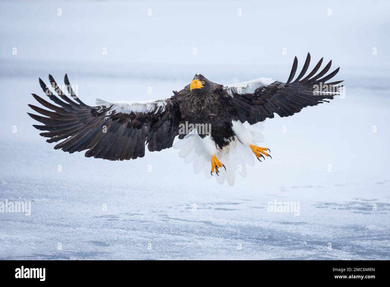 L'aigle de mer de Steller (Haliaeetus pelagicus) débarquant sur la glace de mer dans le détroit de Nemuro, Hokkaido, Japon Banque D'Images