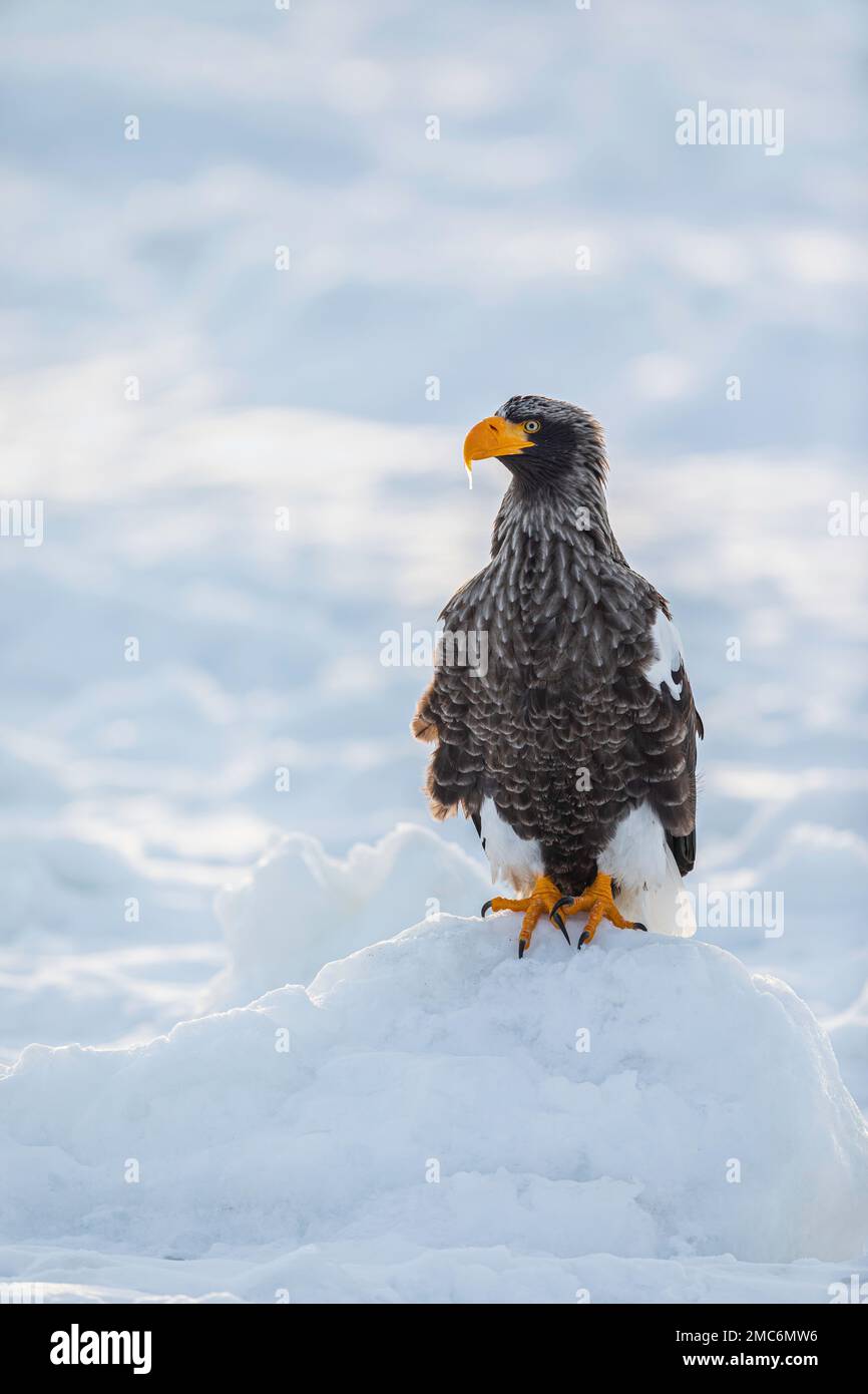 L'aigle de mer de Steller (Haliaeetus pelagicus) perché sur la glace de mer dans le détroit de Nemuro, Hokkaido, Japon Banque D'Images