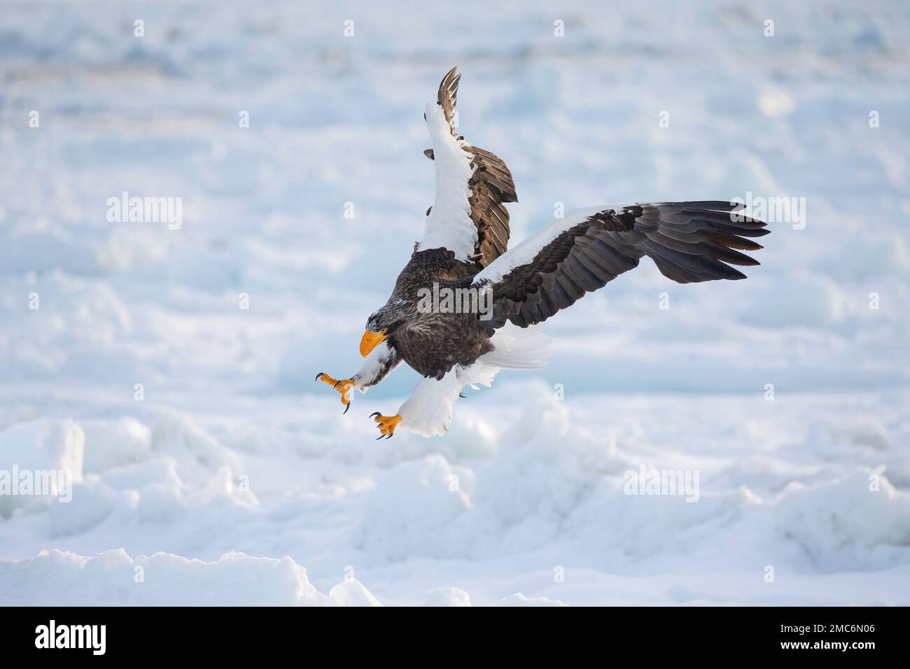 L'aigle de mer de Steller (Haliaeetus pelagicus) débarquant sur la glace de mer dans le détroit de Nemuro, Hokkaido, Japon Banque D'Images