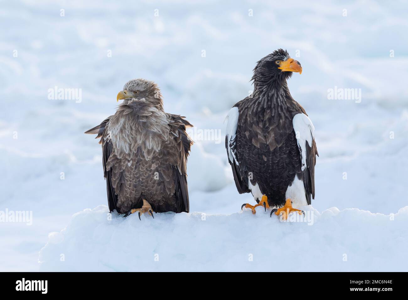 L'aigle de mer de Steller (Haliaeetus pelagicus) et l'aigle à queue blanche (Haliaeetus albicilla) perchés sur la glace de mer dans le détroit de Nemuro, Hokkaido, Japon Banque D'Images