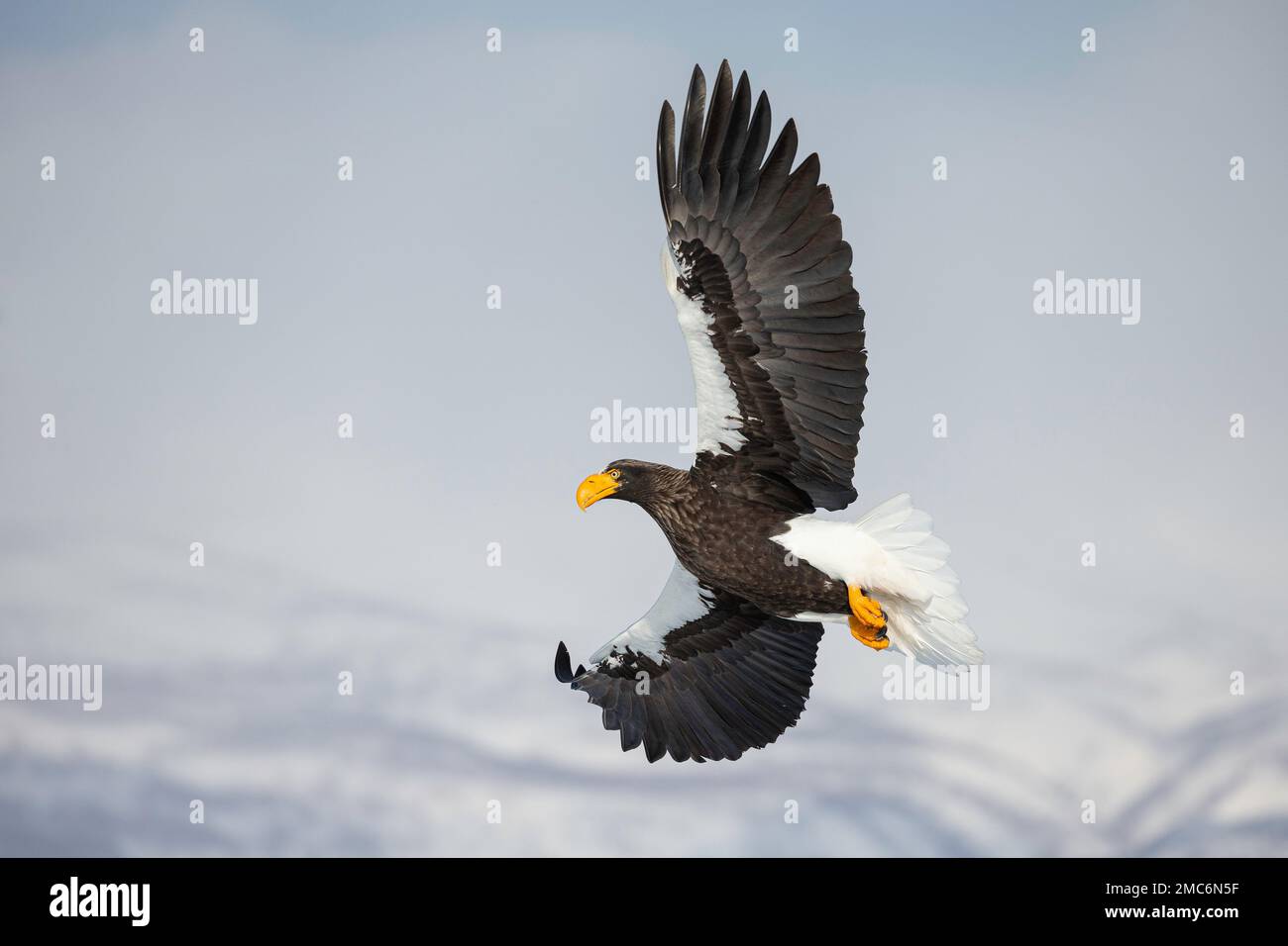 L'aigle de mer de Steller (Haliaeetus pelagicus) en vol au-dessus du parc national de Shiretoko, Hokkaido, Japon Banque D'Images