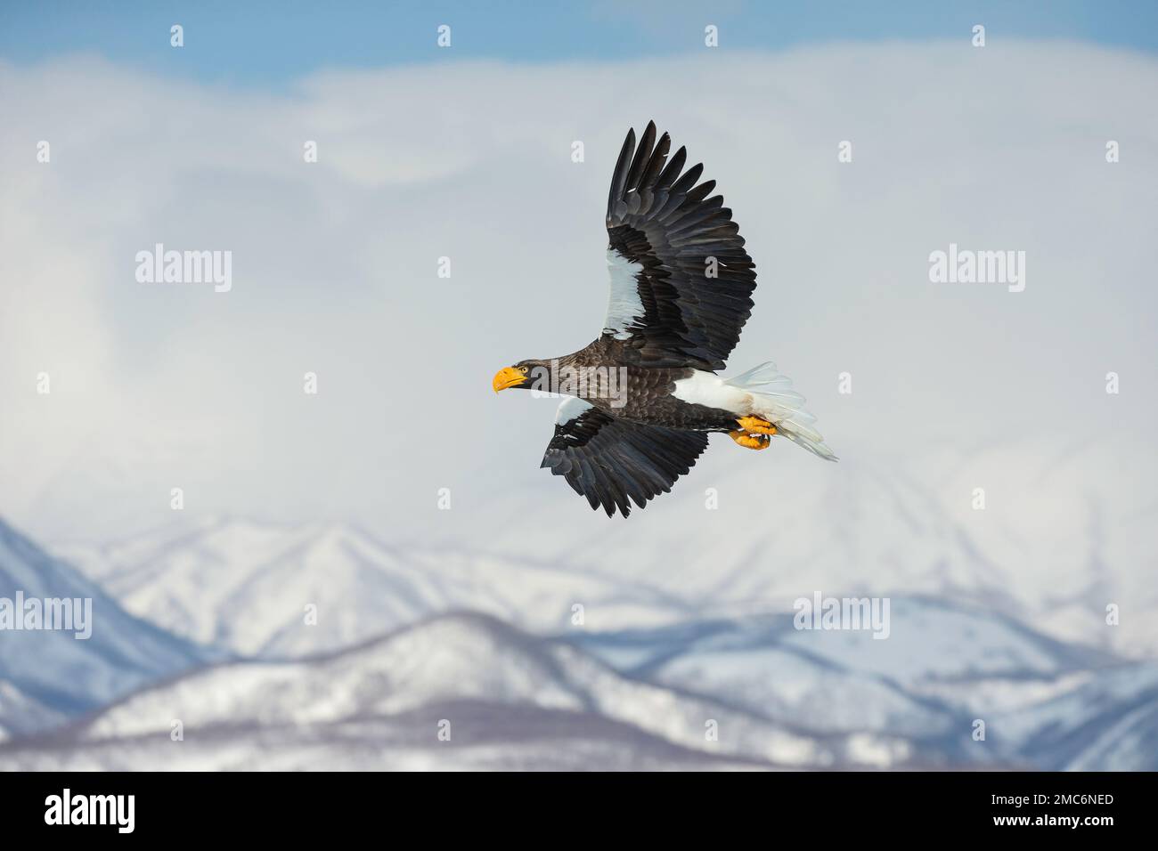 L'aigle de mer de Steller (Haliaeetus pelagicus) en vol au-dessus du parc national de Shiretoko, Hokkaido, Japon Banque D'Images
