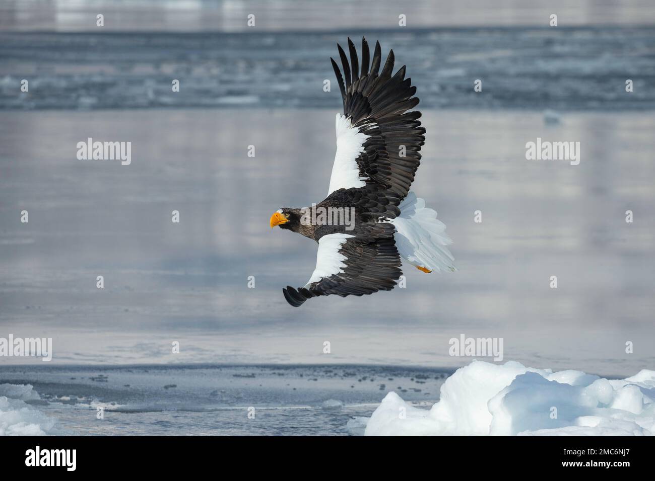 L'aigle de mer de Steller (Haliaeetus pelagicus) survolant la glace de mer dans le détroit de Nemuro, Hokkaido, Japon Banque D'Images