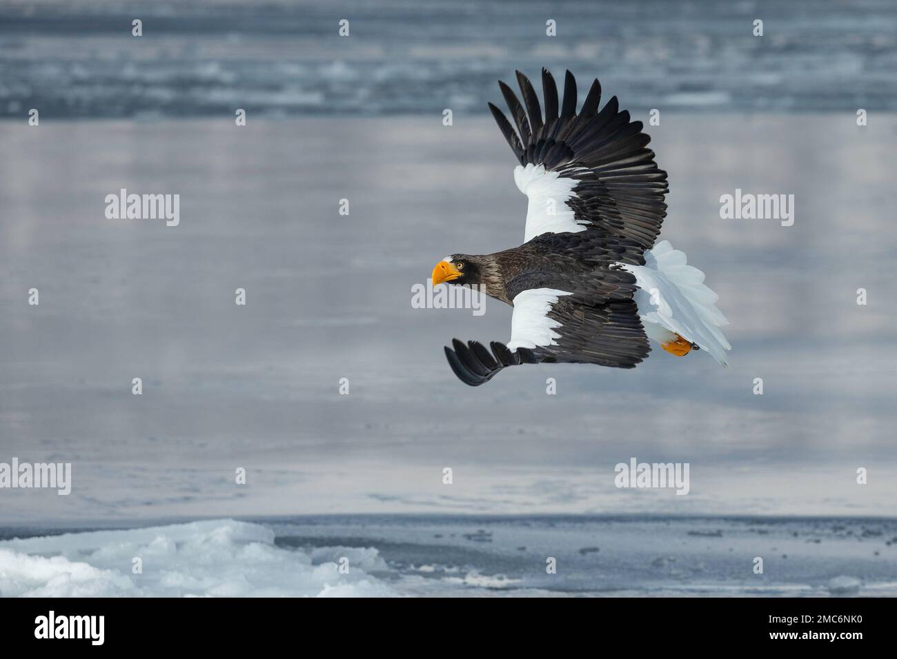 L'aigle de mer de Steller (Haliaeetus pelagicus) survolant la glace de mer dans le détroit de Nemuro, Hokkaido, Japon Banque D'Images