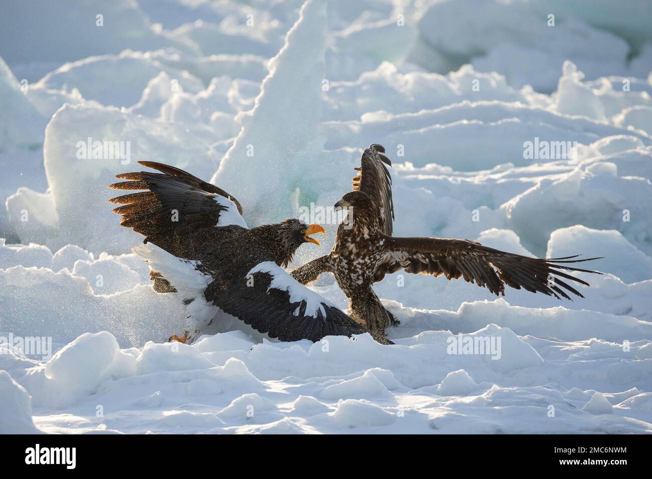 L'aigle de mer de Steller (Haliaeetus pelagicus) lutte avec l'aigle à queue blanche (Haliaeetus albicilla) au-dessus de la nourriture sur la glace de mer du détroit de Nemuro, Hokkaido, Banque D'Images