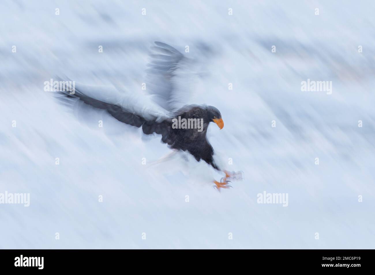 L'aigle de mer de Steller (Haliaeetus pelagicus) débarquant sur la glace de mer dans le détroit de Nemuro avec l'île de Kunashir (îles Kuril) au-delà, Hokkaido, Japon (lent Banque D'Images
