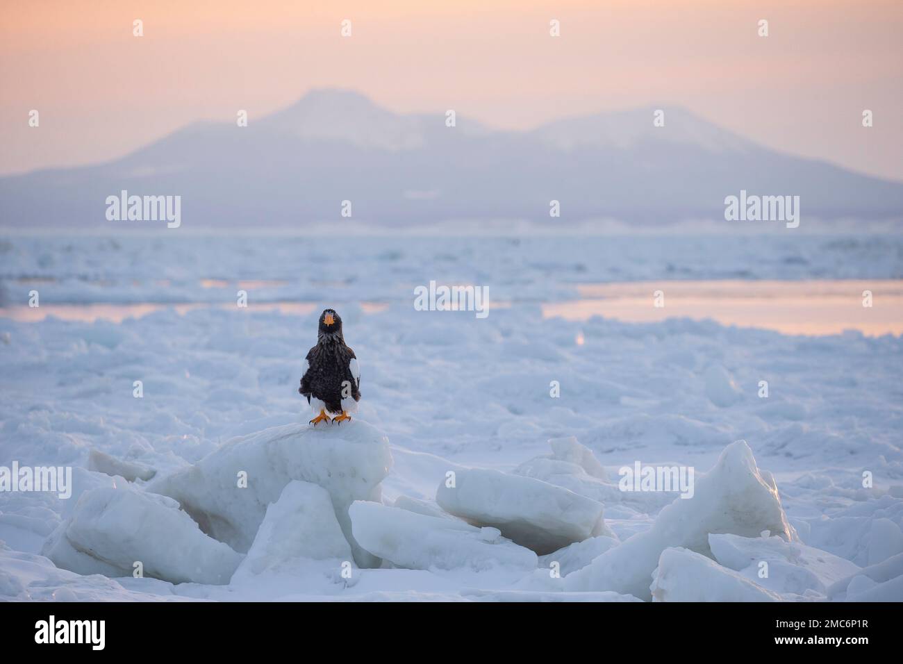 Aigle de mer de Steller (Haliaeetus pelagicus) perché sur la glace de mer dans le détroit de Nemuro avec l'île de Kunashir (îles Kuril) au-delà, Hokkaido, Japon Banque D'Images