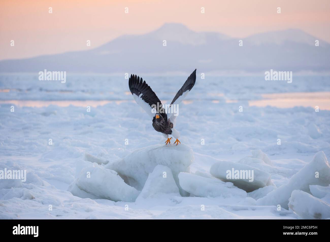 L'aigle de mer de Steller (Haliaeetus pelagicus) s'envol de la glace de mer dans le détroit de Nemuro avec l'île de Kunashir (îles Kuril) au-delà, Hokkaido, Japon Banque D'Images