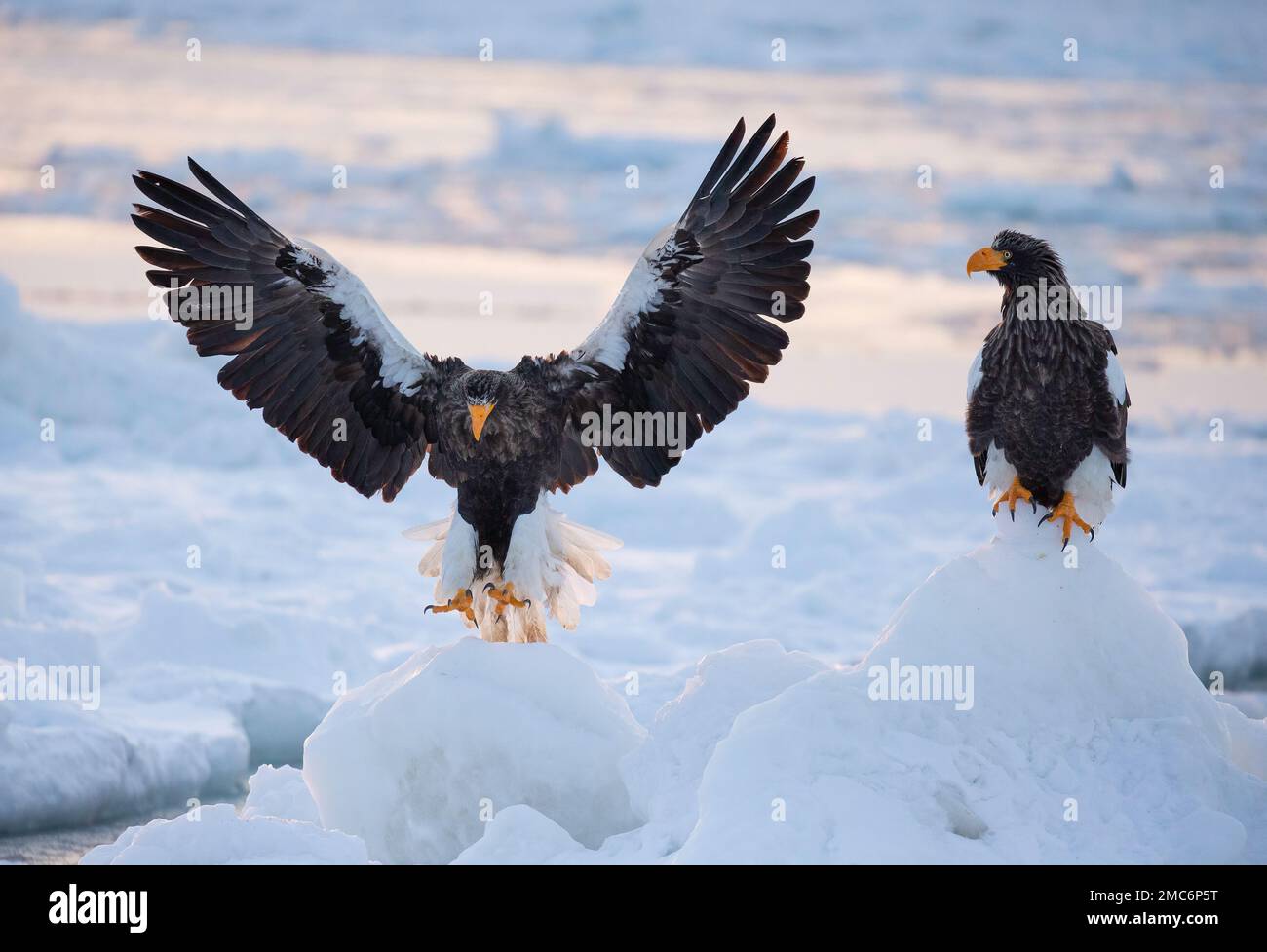 L'aigle de mer de Steller (Haliaeetus pelagicus) débarquant sur la glace de mer dans le détroit de Nemuro, Hokkaido, Japon Banque D'Images