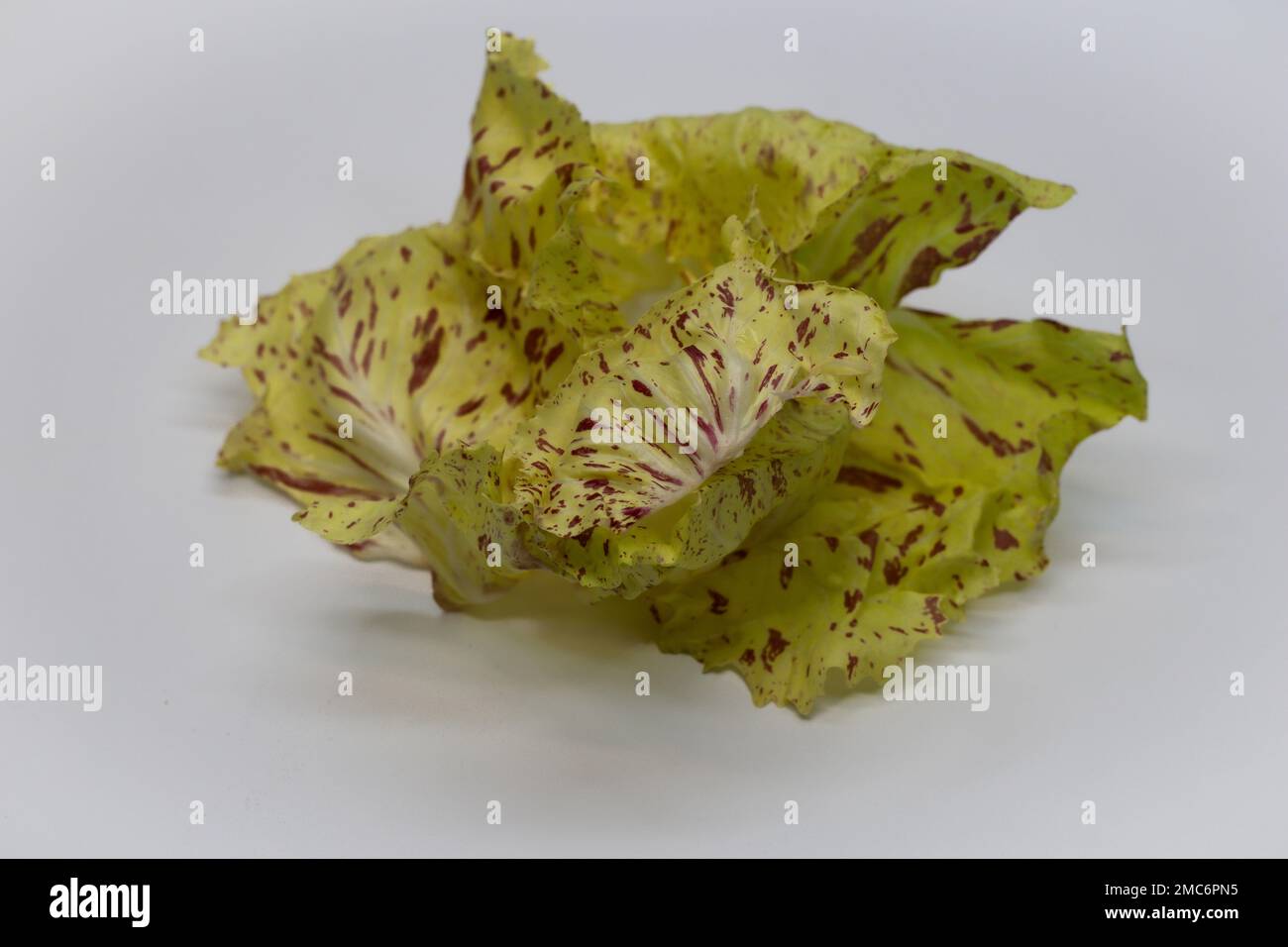 Un gros plan de radicchio variégé, un type de chicorée foliaire de couleur vert jaunâtre et de points rouges Banque D'Images Un gros plan de radicchio variégé, un type de chicorée foliaire de couleur vert jaunâtre et de points rouges Banque D'Images