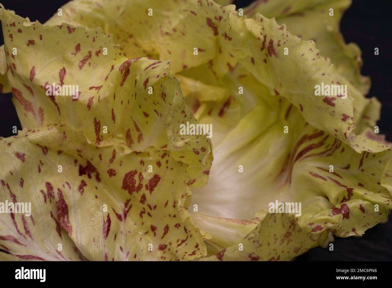 Un gros plan de radicchio variégé, un type de chicorée foliaire de couleur vert jaunâtre et de points rouges Banque D'Images Un gros plan de radicchio variégé, un type de chicorée foliaire de couleur vert jaunâtre et de points rouges Banque D'Images
