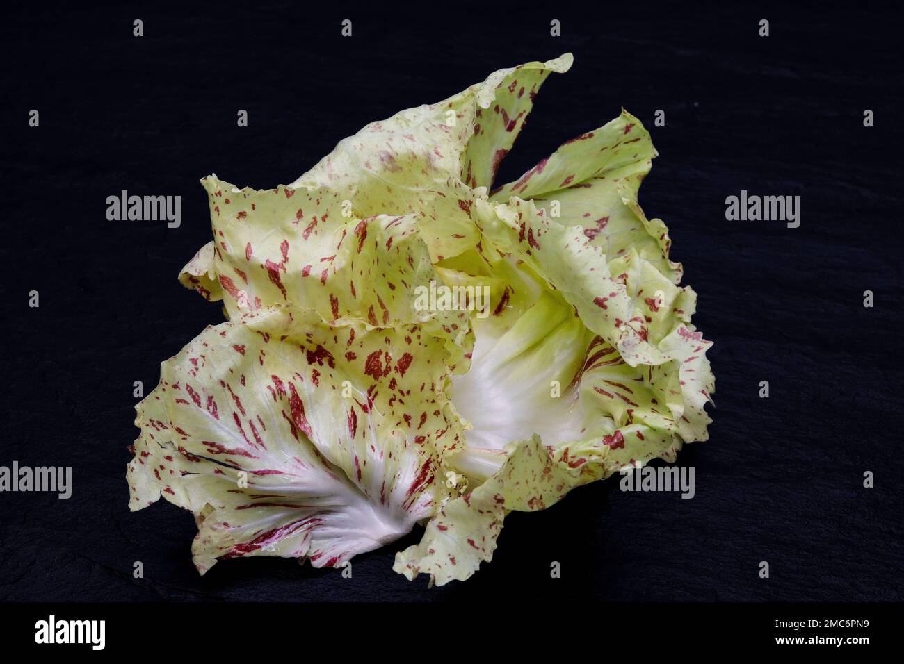 Un gros plan de radicchio variégé, un type de chicorée foliaire de couleur vert jaunâtre et de points rouges Banque D'Images Un gros plan de radicchio variégé, un type de chicorée foliaire de couleur vert jaunâtre et de points rouges Banque D'Images