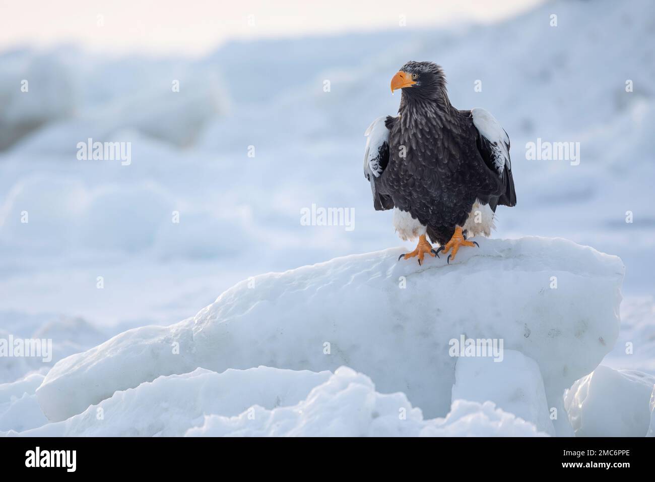 L'aigle de mer de Steller (Haliaeetus pelagicus) perché sur la glace de mer dans le détroit de Nemuro, Hokkaido, Japon Banque D'Images