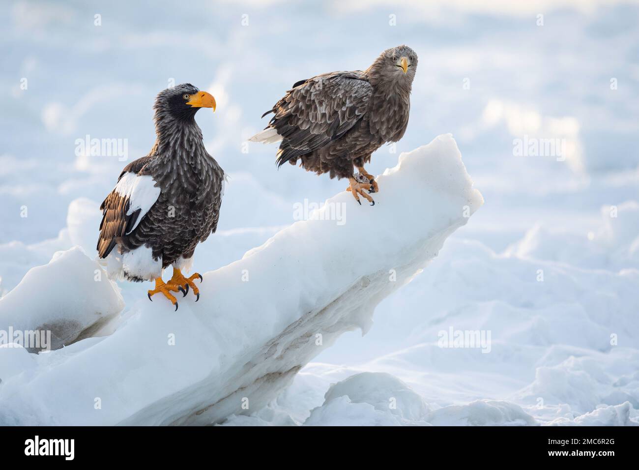 L'aigle de mer de Steller (Haliaeetus pelagicus) et l'aigle à queue blanche (Haliaeetus albicilla) perchés sur la glace de mer dans le détroit de Nemuro, Hokkaido, Japon Banque D'Images