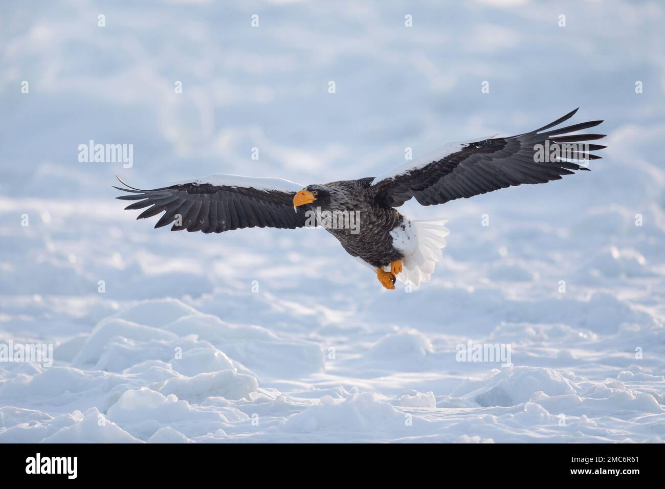 L'aigle de mer de Steller (Haliaeetus pelagicus) survolant la glace de mer dans le détroit de Nemuro, Hokkaido, Japon Banque D'Images