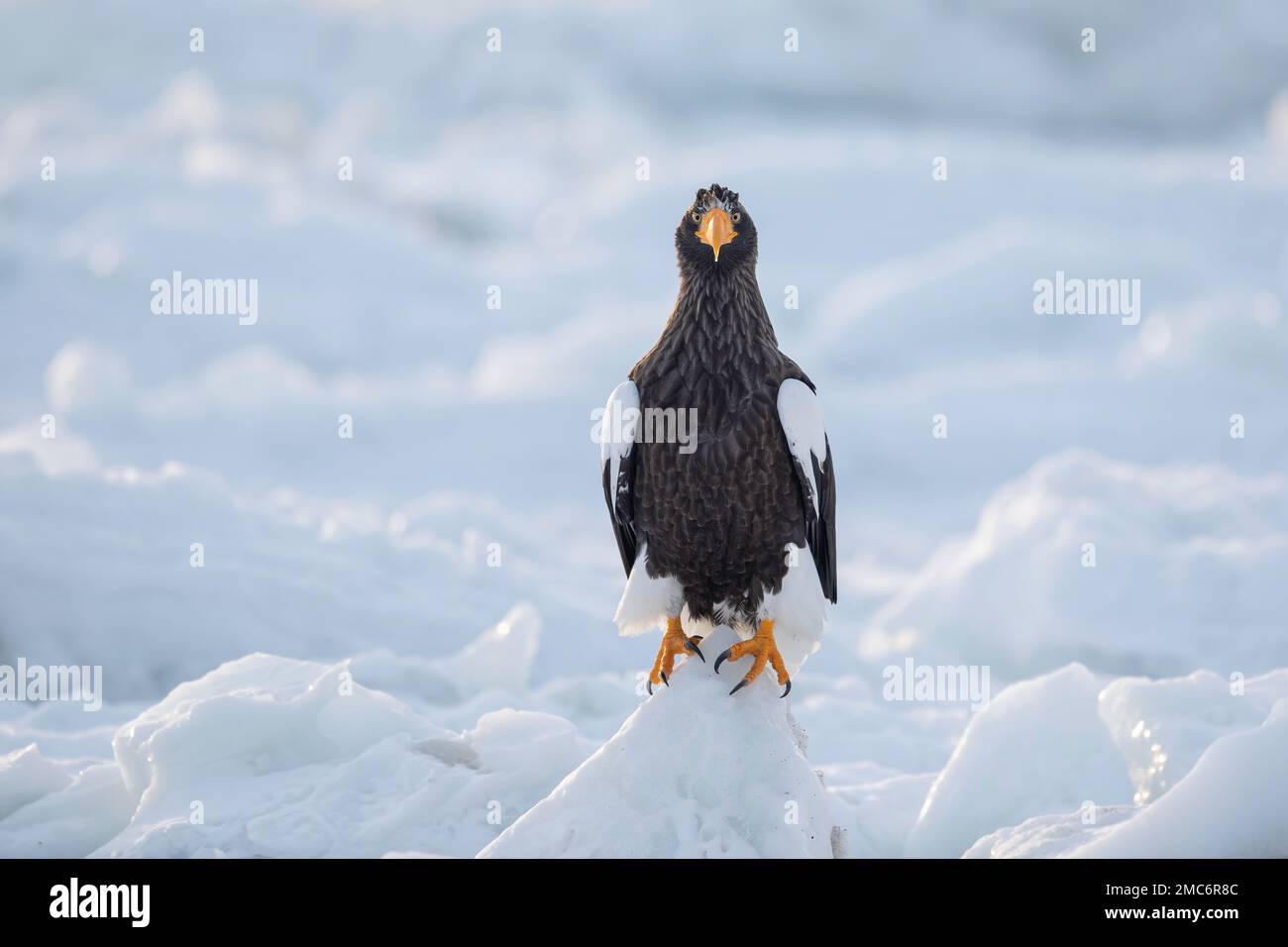 L'aigle de mer de Steller (Haliaeetus pelagicus) perché sur la glace de mer dans le détroit de Nemuro, Hokkaido, Japon Banque D'Images