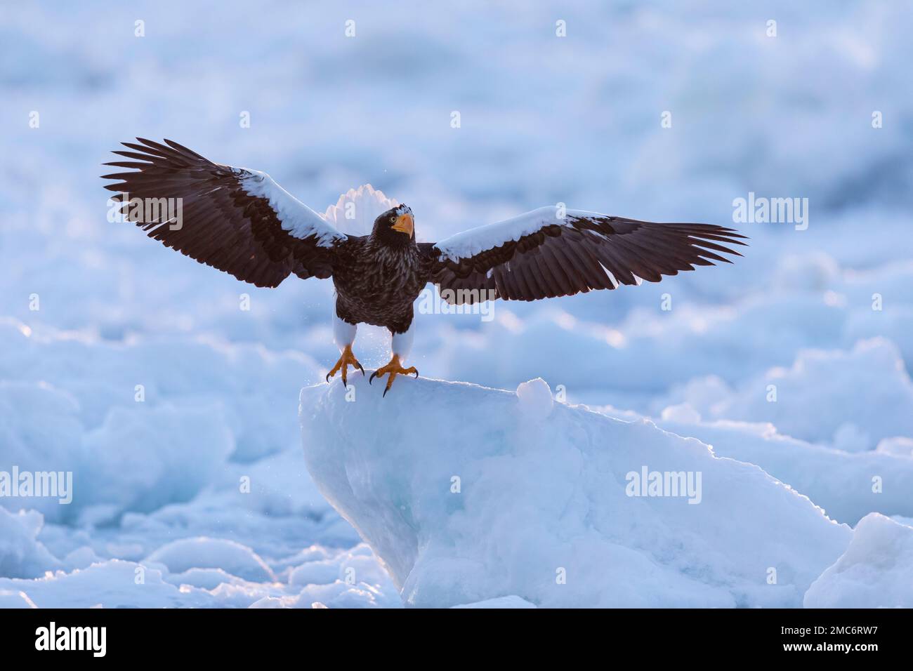 L'aigle de mer de Steller (Haliaeetus pelagicus) perché sur la glace de mer dans le détroit de Nemuro, Hokkaido, Japon Banque D'Images