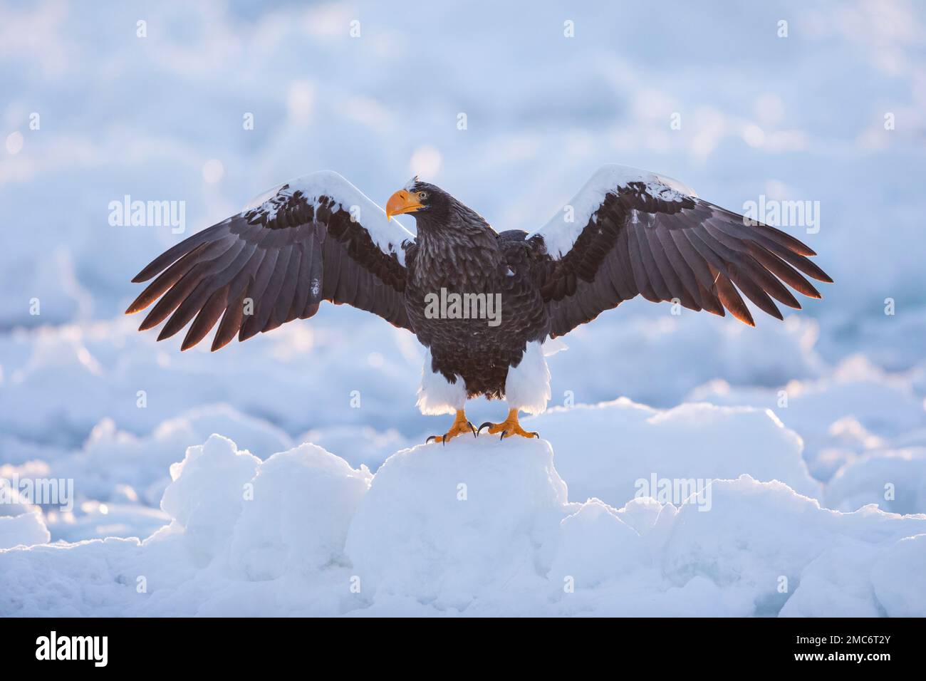 L'aigle de mer de Steller (Haliaeetus pelagicus) perché sur la glace de mer dans le détroit de Nemuro, Hokkaido, Japon Banque D'Images