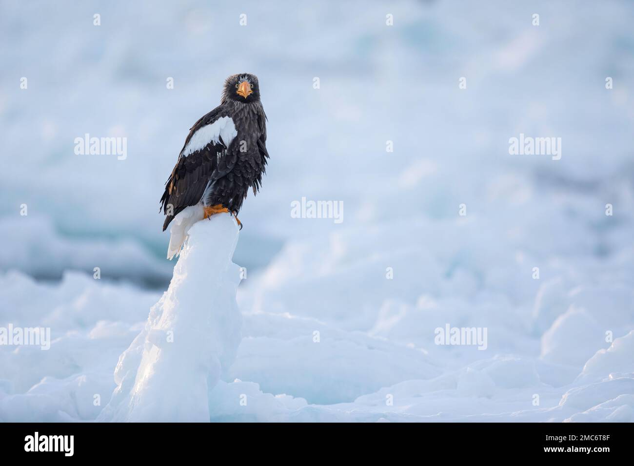L'aigle de mer de Steller (Haliaeetus pelagicus) perché sur la glace de mer dans le détroit de Nemuro, Hokkaido, Japon Banque D'Images