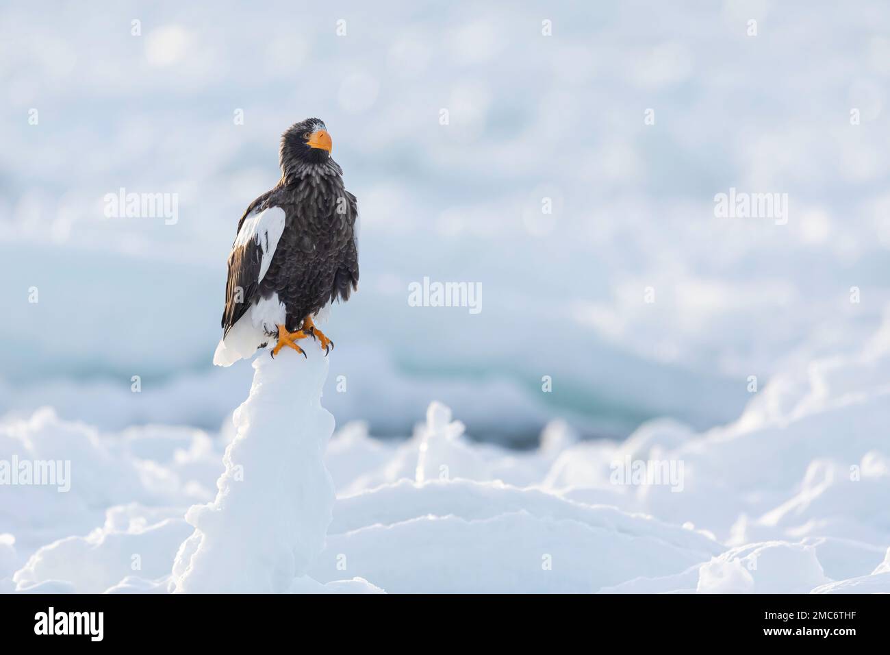 L'aigle de mer de Steller (Haliaeetus pelagicus) perché sur la glace de mer dans le détroit de Nemuro, Hokkaido, Japon Banque D'Images