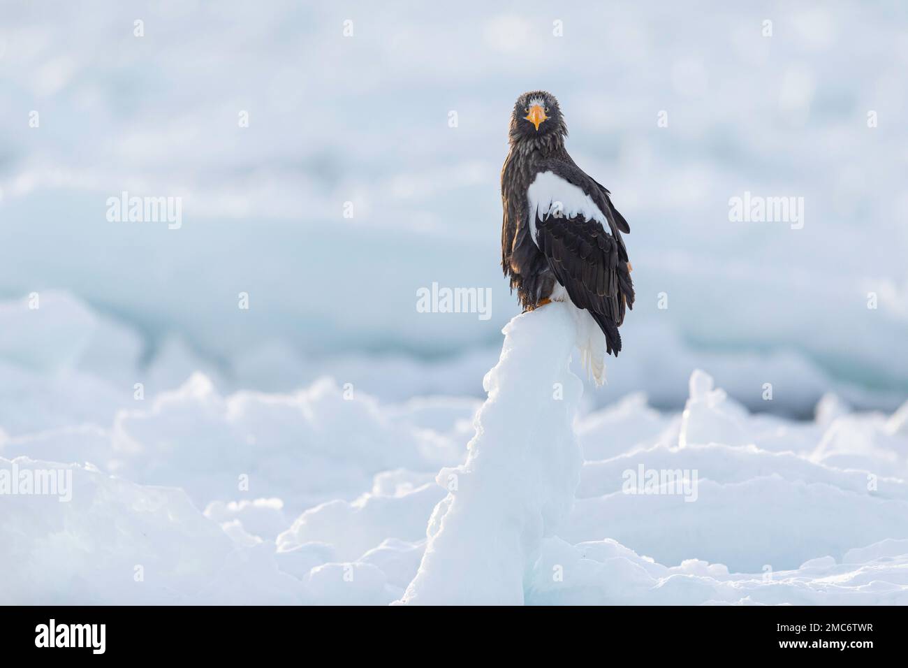 L'aigle de mer de Steller (Haliaeetus pelagicus) perché sur la glace de mer dans le détroit de Nemuro, Hokkaido, Japon Banque D'Images