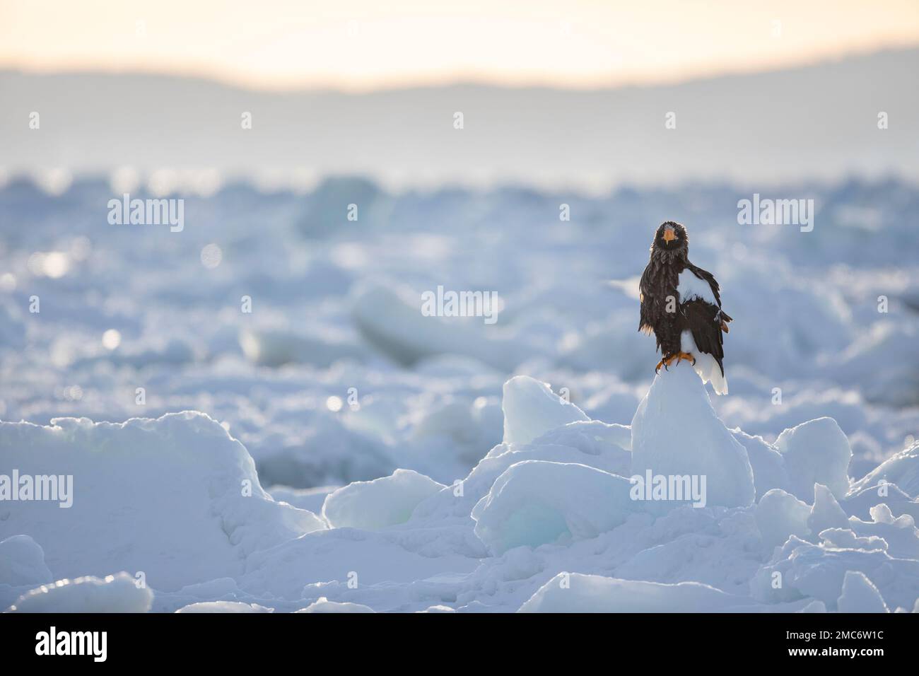 L'aigle de mer de Steller (Haliaeetus pelagicus) perché sur la glace de mer dans le détroit de Nemuro, Hokkaido, Japon Banque D'Images