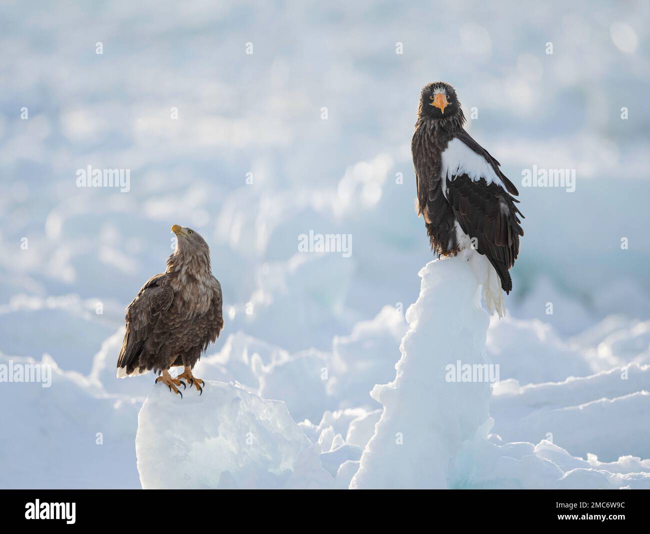 L'aigle de mer de Steller (Haliaeetus pelagicus) et l'aigle à queue blanche (Haliaeetus albicilla) perchés sur la glace de mer dans le détroit de Nemuro, Hokkaido, Japon Banque D'Images