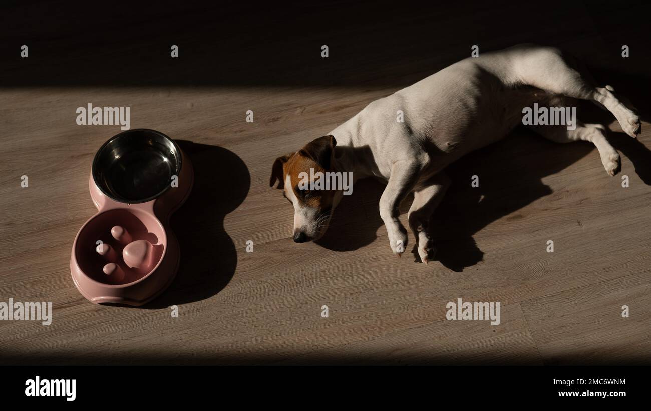 Un bol double pour une alimentation lente et un bol d'eau pour le chien. Le chien Jack Russell Terrier se trouve près d'une assiette rose avec de la nourriture sèche sur un parquet. Banque D'Images Un bol double pour une alimentation lente et un bol d'eau pour le chien. Le chien Jack Russell Terrier se trouve près d'une assiette rose avec de la nourriture sèche sur un parquet. Banque D'Images
