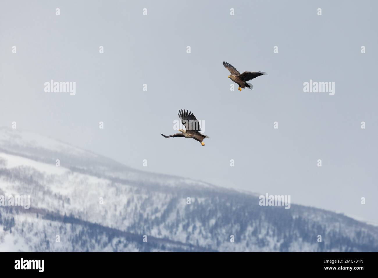 Paire d'aigles à queue blanche adultes (Haliaeetus albicilla) qui passent des poissons en vol au-dessus du parc national de Shiretoko, Hokkaido, Japon (séquence 7 de 7) Banque D'Images