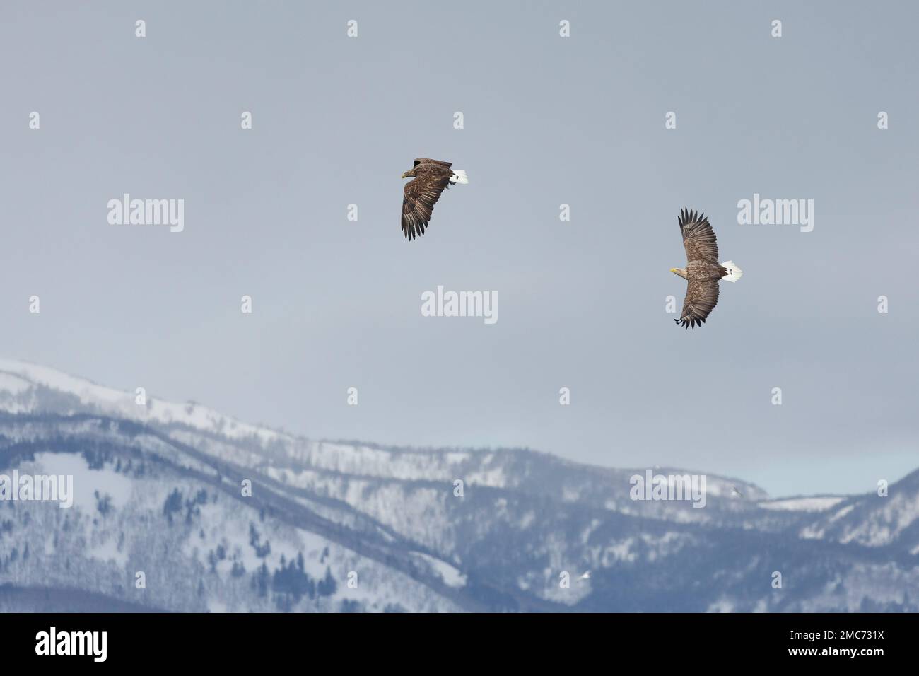 Paire d'aigles à queue blanche adultes (Haliaeetus albicilla) qui passent des poissons en vol au-dessus du parc national de Shiretoko, Hokkaido, Japon (séquence 1 de 7) Banque D'Images