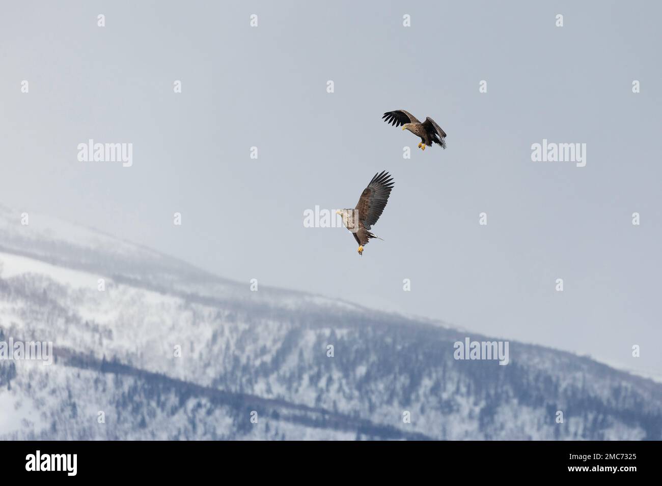 Paire d'aigles à queue blanche adultes (Haliaeetus albicilla) qui passent des poissons en vol au-dessus du parc national de Shiretoko, Hokkaido, Japon (séquence 6 de 7) Banque D'Images