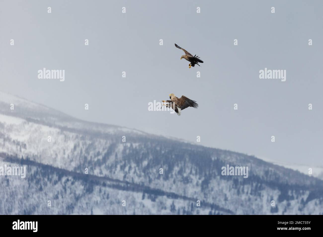 Paire d'aigles à queue blanche adultes (Haliaeetus albicilla) qui passent des poissons en vol au-dessus du parc national de Shiretoko, Hokkaido, Japon (séquence 4 de 7) Banque D'Images