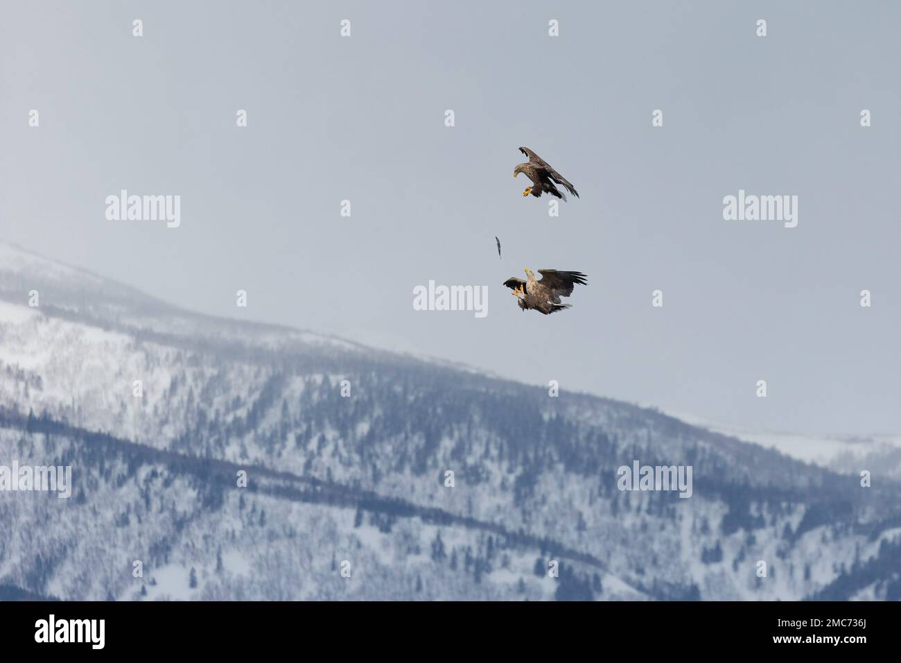 Paire d'aigles à queue blanche adultes (Haliaeetus albicilla) qui passent des poissons en vol au-dessus du parc national de Shiretoko, Hokkaido, Japon (séquence 2 de 7) Banque D'Images