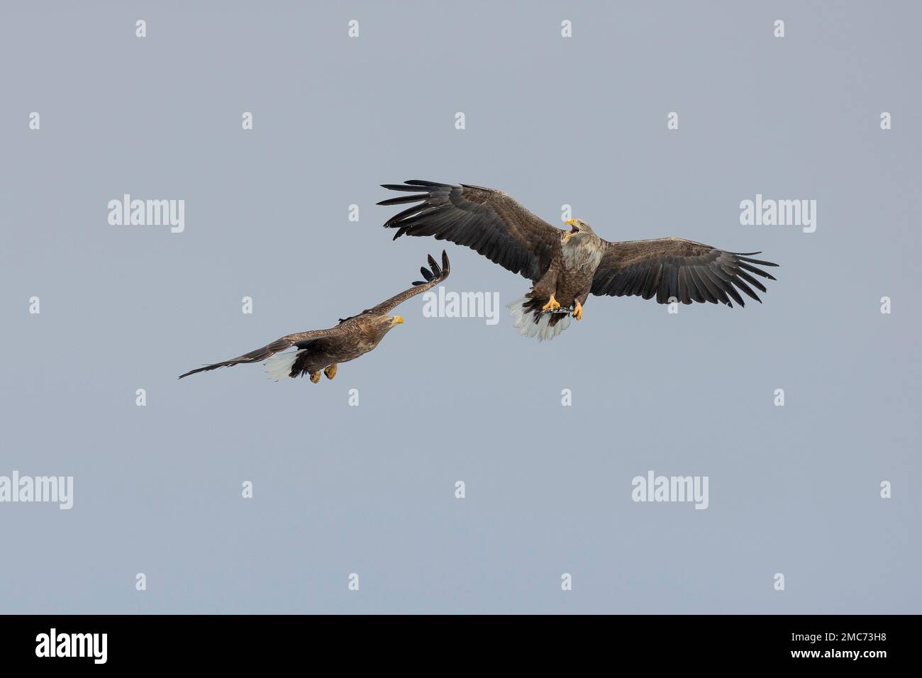 Paire d'aigles à queue blanche adultes (Haliaeetus albicilla), Hokkaido, Japon Banque D'Images