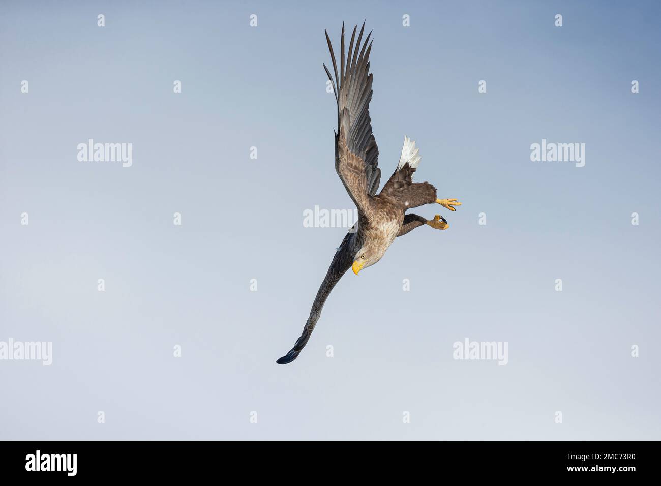 Aigle à queue blanche (Haliaeetus albicilla) adulte en vol, Hokkaido, Japon Banque D'Images