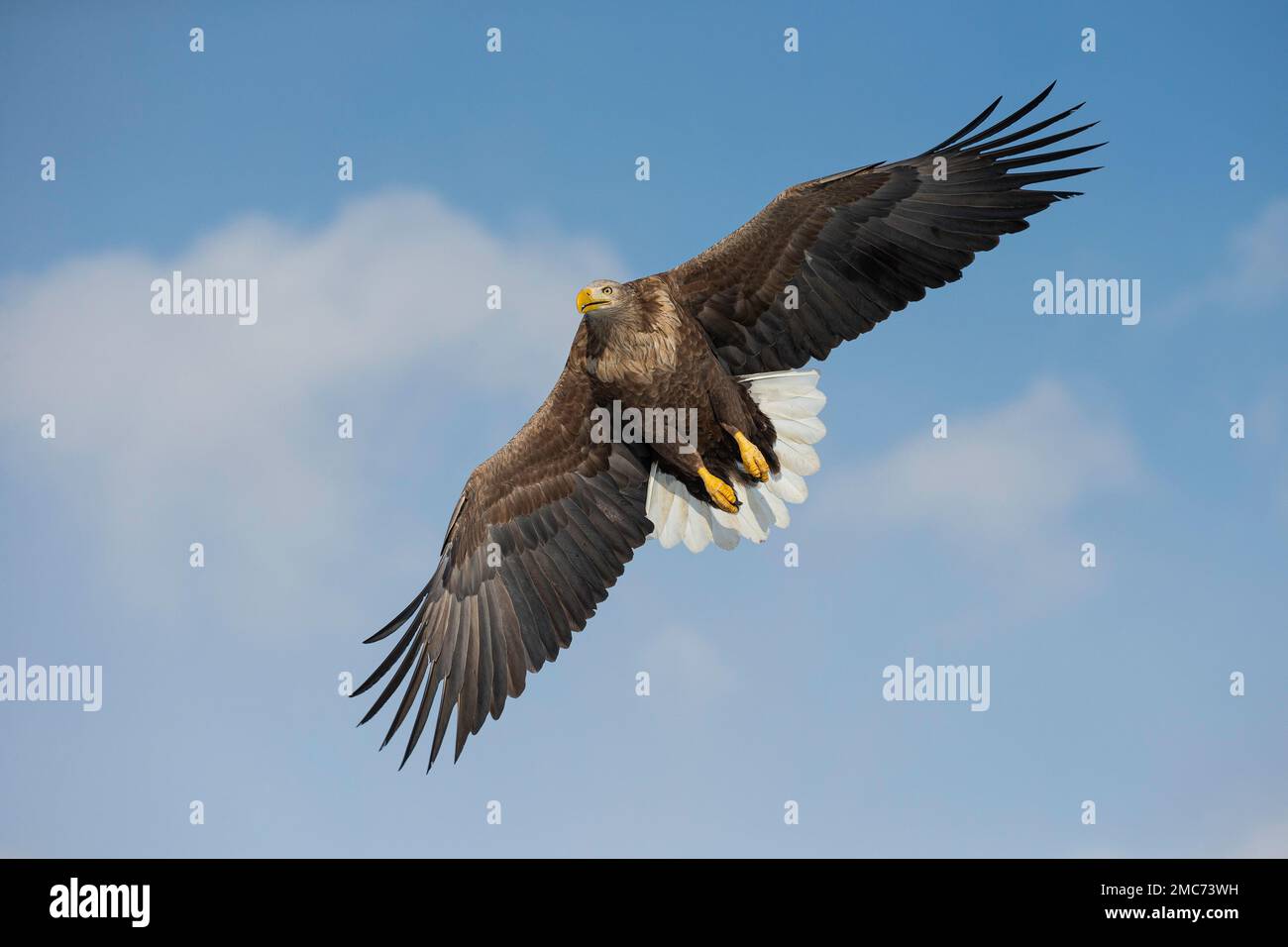 Aigle à queue blanche (Haliaeetus albicilla) adulte en vol, Hokkaido, Japon Banque D'Images