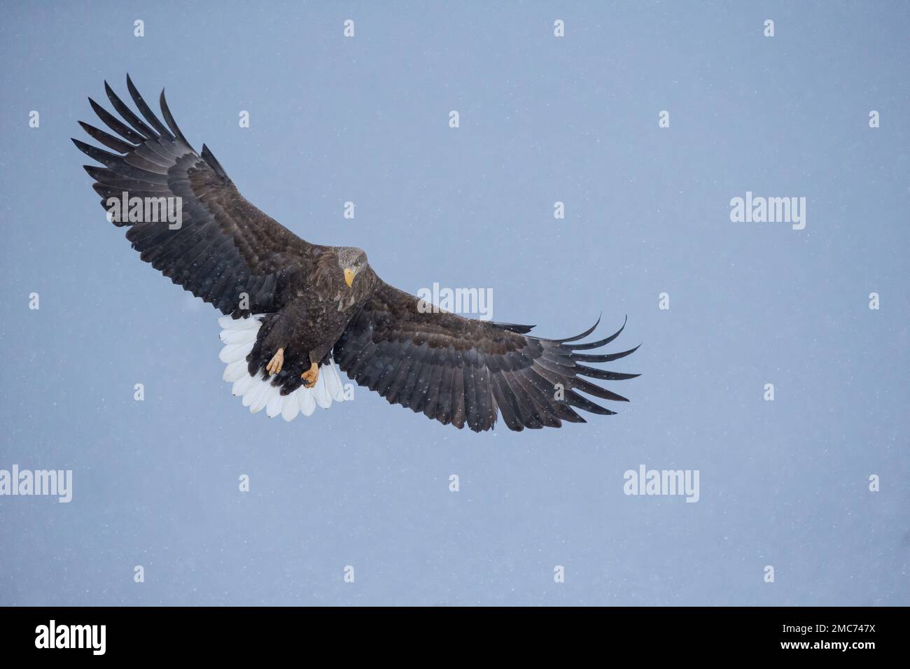 Aigle à queue blanche (Haliaeetus albicilla) adulte en vol, Hokkaido, Japon Banque D'Images