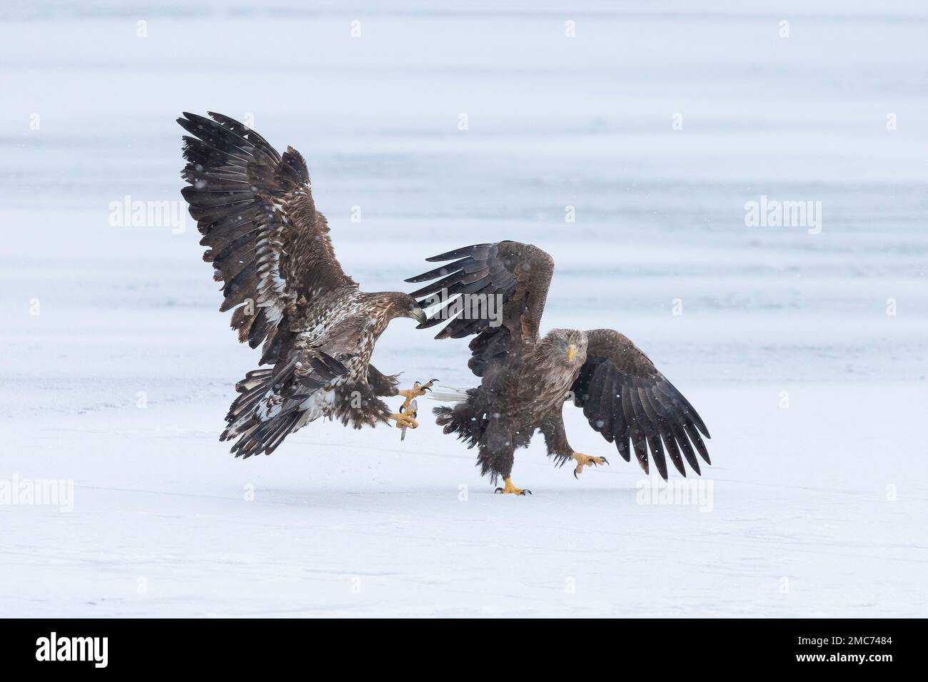 Aigles à queue blanche (Haliaeetus albicilla), deux juvéniles sur glace de mer dans le détroit de Nemuro, Hokkaido, Japon Banque D'Images