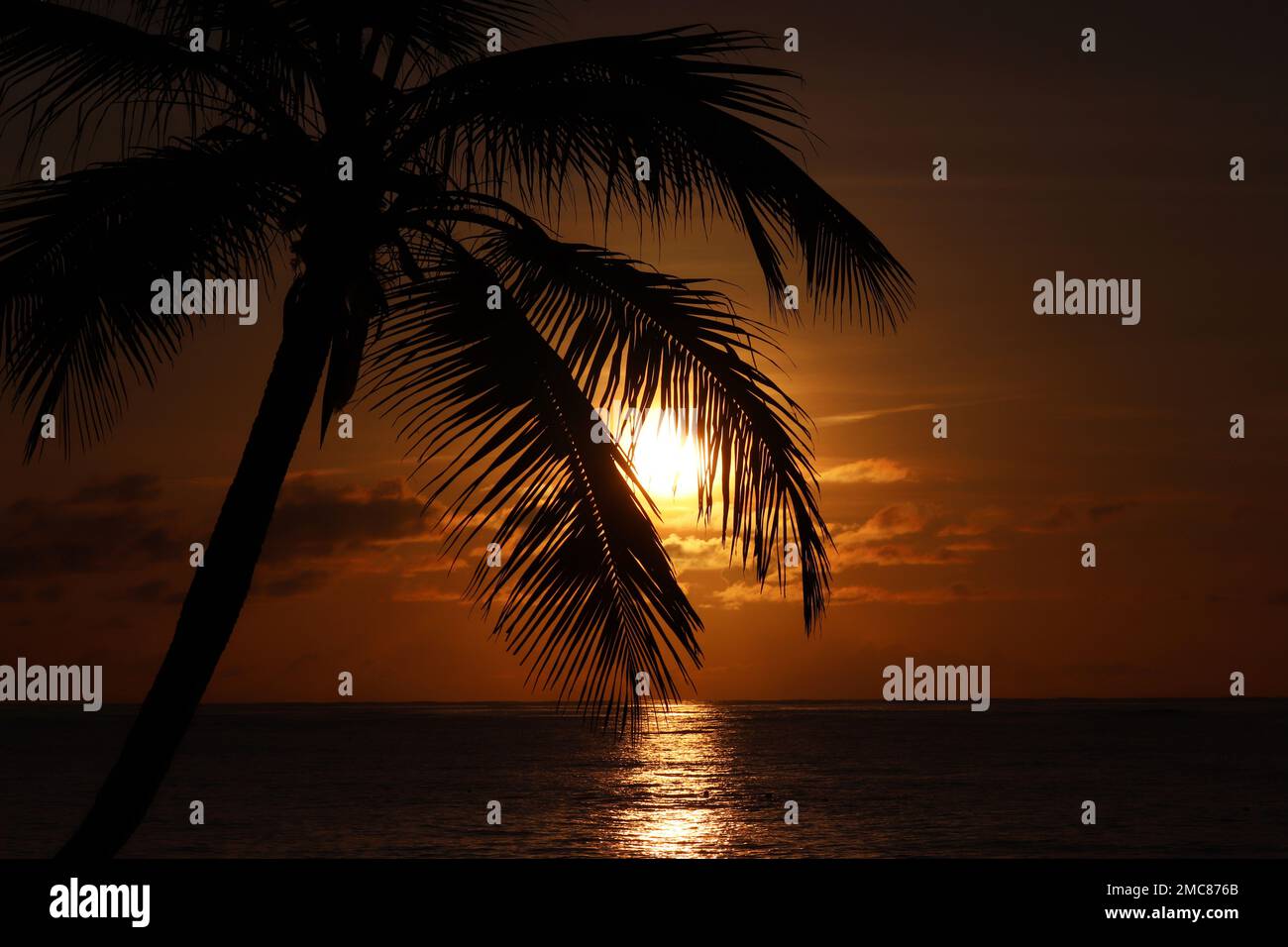 Silhouette de cocotier sur fond de ciel de mer et de coucher de soleil.Plage tropicale, le soleil brille à travers les feuilles de palmier, la nature paradisiaque Banque D'Images