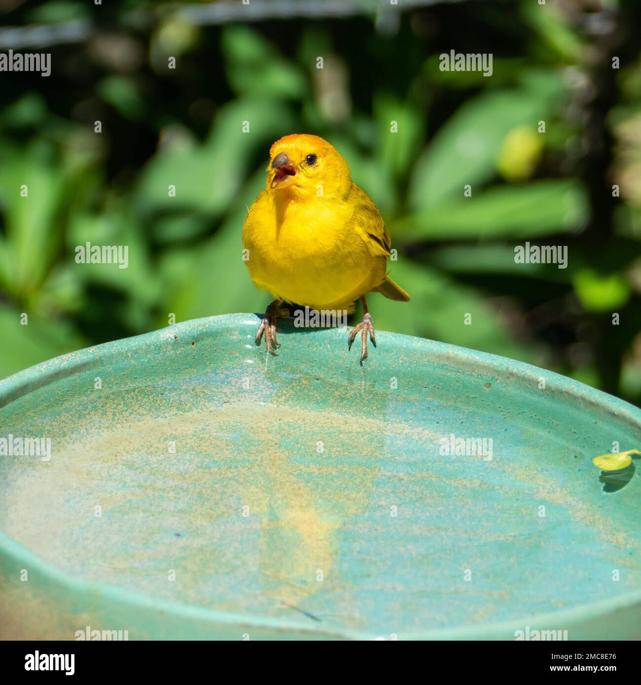 Canari atlantique, un petit oiseau sauvage brésilien. Le Crithagra flaviventris jaune canari est un petit oiseau de passereau de la famille finch. Banque D'Images