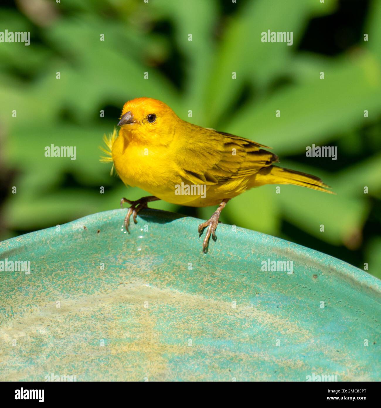 Canari atlantique, un petit oiseau sauvage brésilien. Le Crithagra flaviventris jaune canari est un petit oiseau de passereau de la famille finch. Banque D'Images