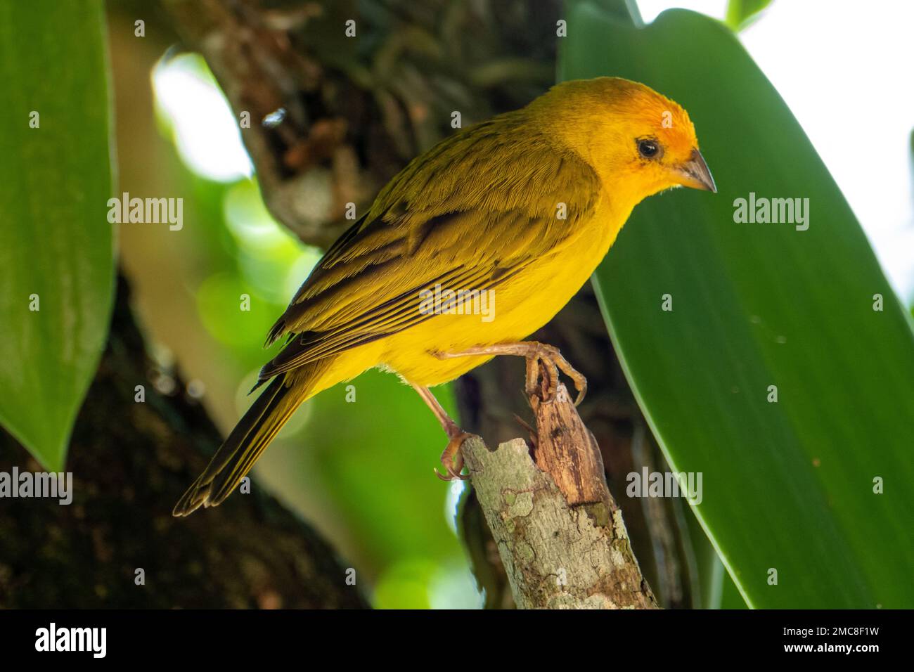 Canari atlantique, un petit oiseau sauvage brésilien. Le Crithagra flaviventris jaune canari est un petit oiseau de passereau de la famille finch. Banque D'Images