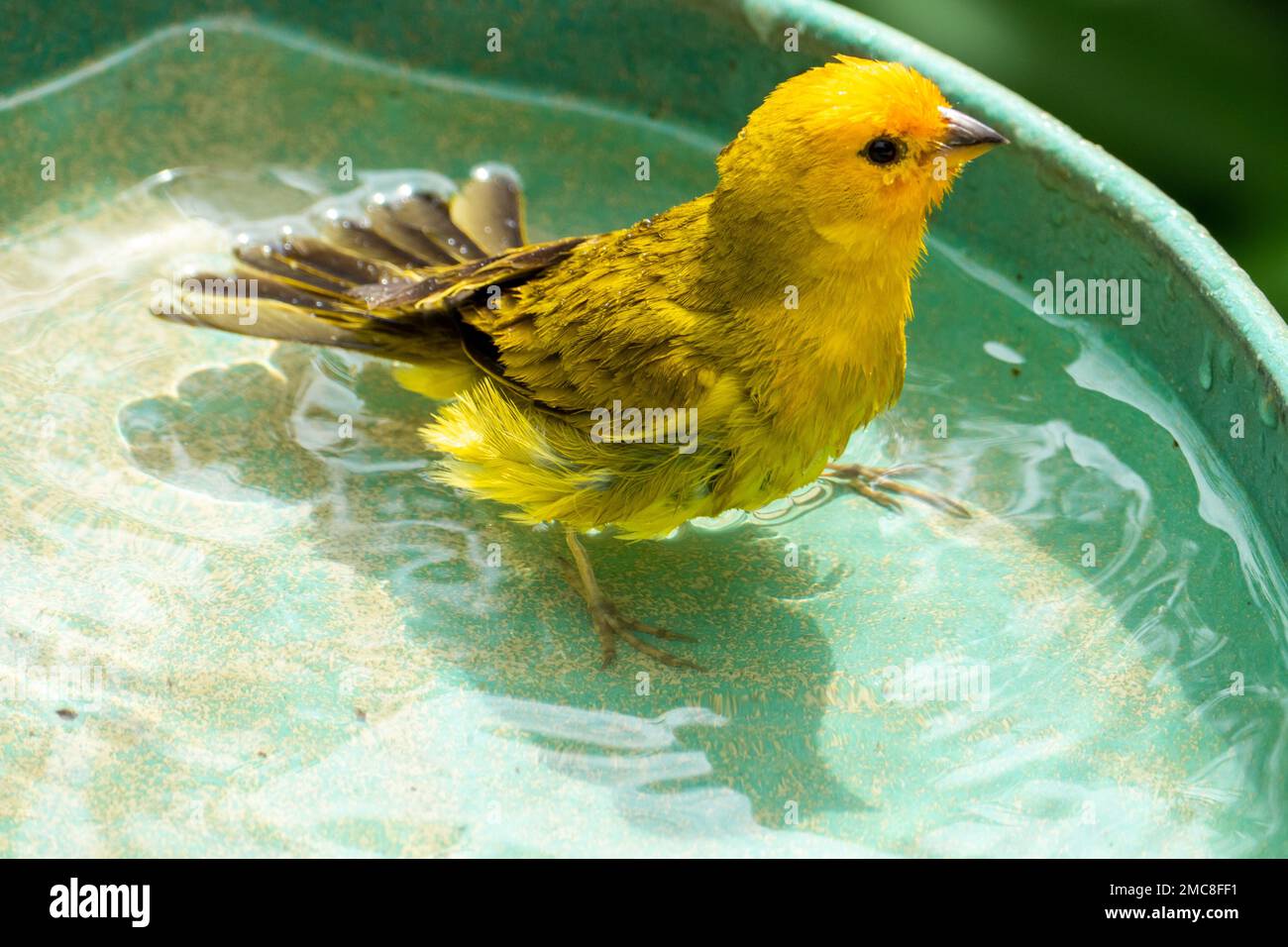 Canari atlantique, un petit oiseau sauvage brésilien. Le Crithagra flaviventris jaune canari est un petit oiseau de passereau de la famille finch. Banque D'Images